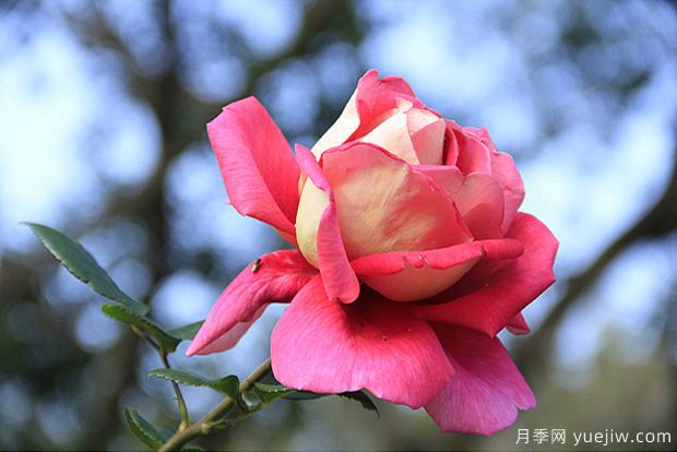 一年四季都能开花的花卉有哪些？花卉护理原则(图1)