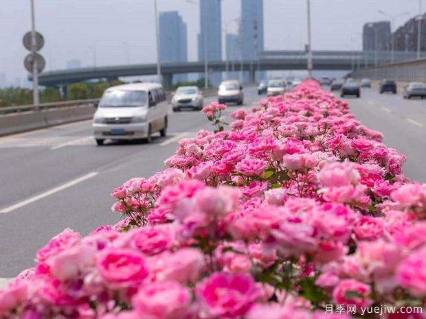 怎样让盆栽月季开花不断(图1)