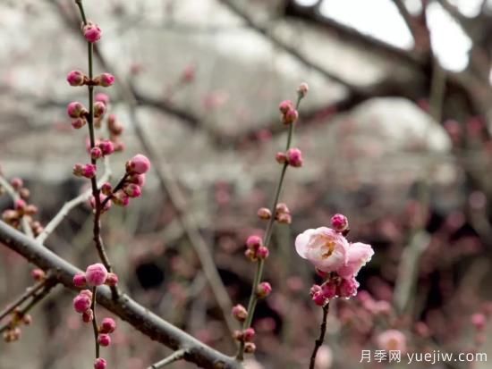 蜡梅和梅花有什么区别？(图1)