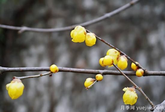 蜡梅和梅花有什么区别？(图6)