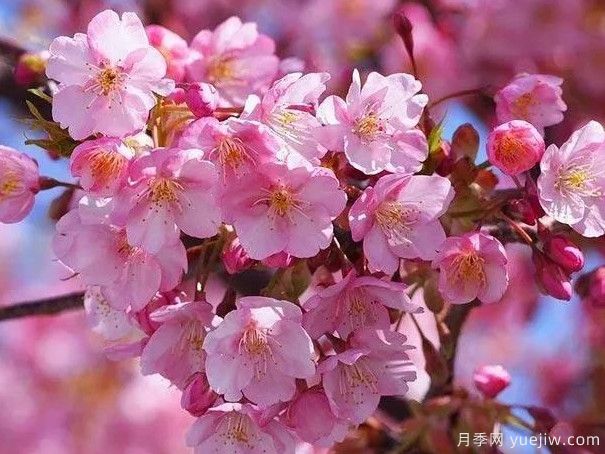 园林绿化中常见的樱花品种主要有哪些？(图1)