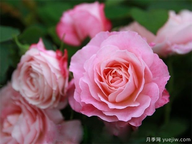 7个勤花好养殖的盆栽切花玫瑰，情人节让爱更长久(图2)