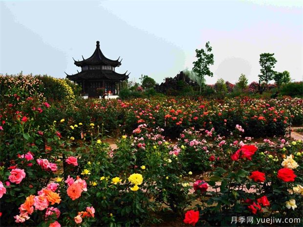 南阳月季花开全球，南阳月季基地拟建特色小镇(图2)