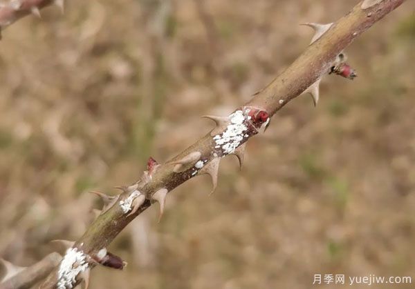 树状月季的桑盾蚧虫害有哪些伤害害，该如何防治？(图3)