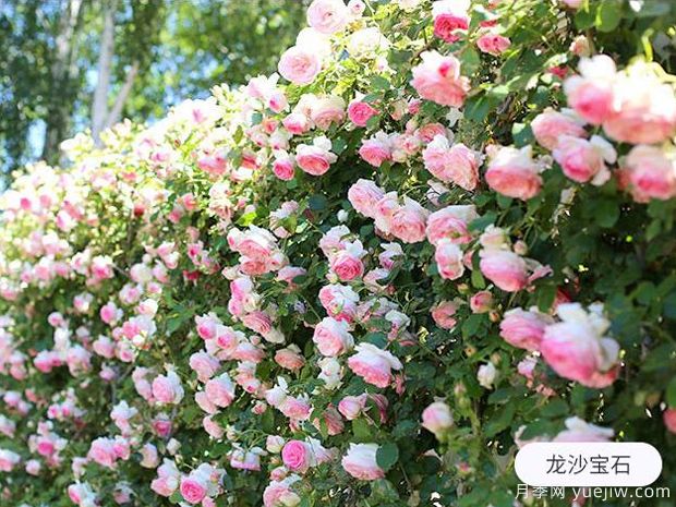 新手养殖月季花，5个基本点要熟知才能养好(图1)