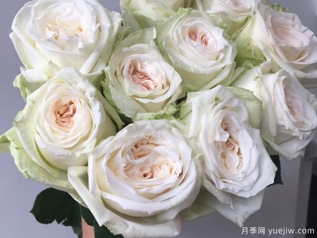 白色哈娜月季/白色欧哈娜月季/白荔枝玫瑰(图1)