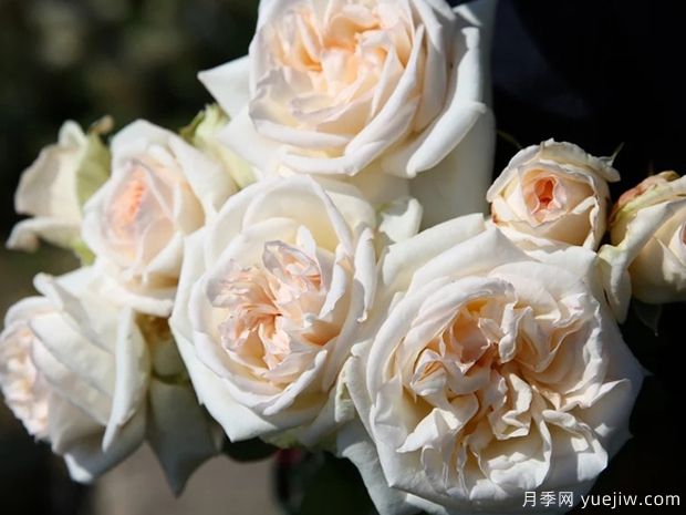 白色哈娜月季/白色欧哈娜月季/白荔枝玫瑰(图2)
