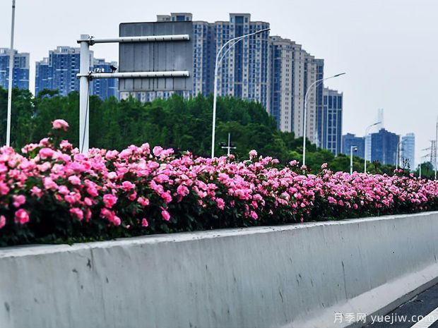 湖北武汉二环月季开放，48公里全线成景观花海大道(图4)