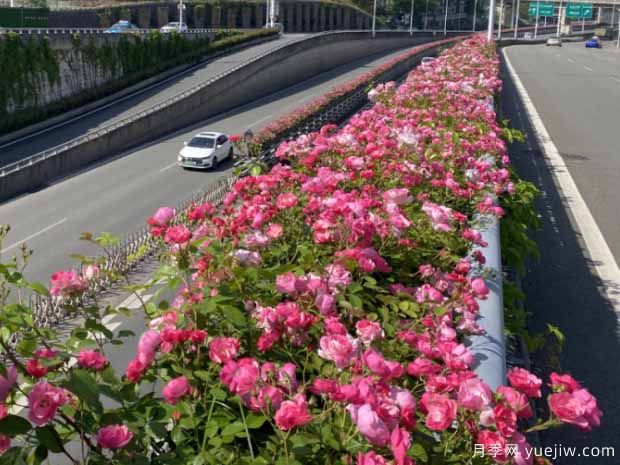 宜昌月季应用和景观图集(图2)