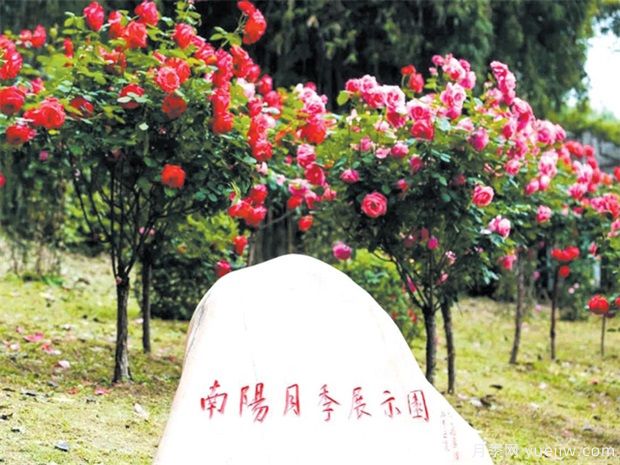 武汉月季应用和景观图集(图4)