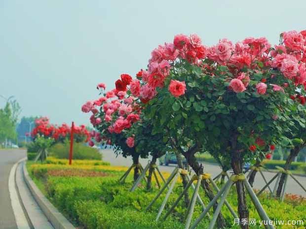 商丘月季市花文化和景观图集(图1)