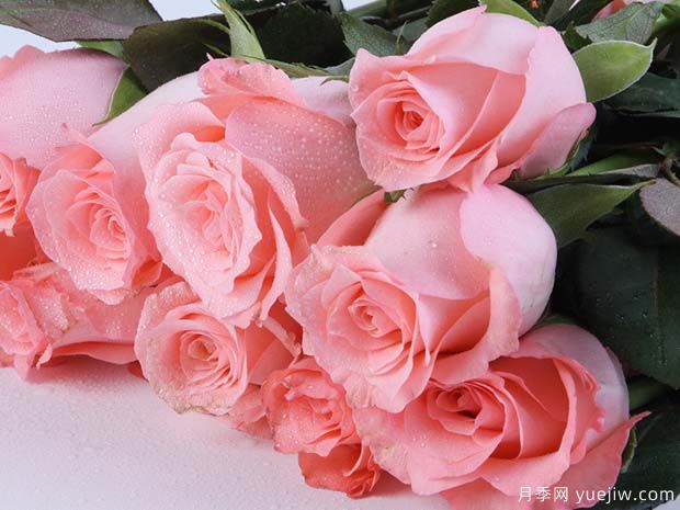 绝美玫瑰品种推荐，绽放浪漫的16个常见玫瑰(图1)