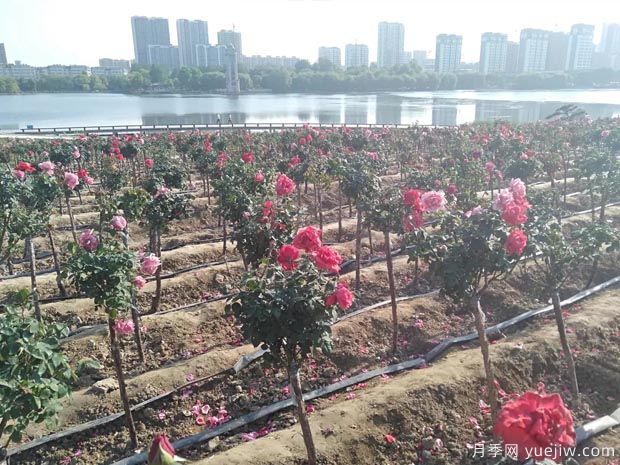 潍坊月季市花文化和景观图集(图5)