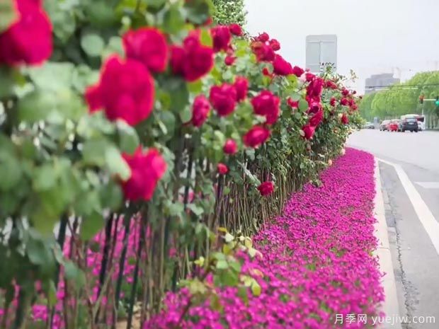 潍坊月季市花文化和景观图集(图6)