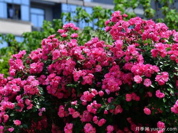 武汉新增多条绝美月季花道，江城处处花海景观(图1)