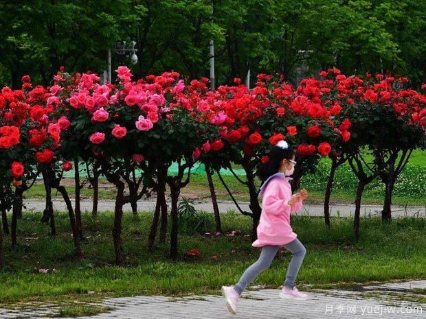 武汉新增多条绝美月季花道，江城处处花海景观(图2)