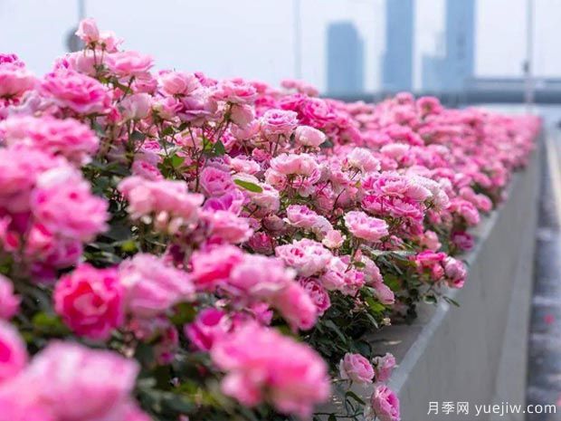 武汉新增多条绝美月季花道，江城处处花海景观(图3)
