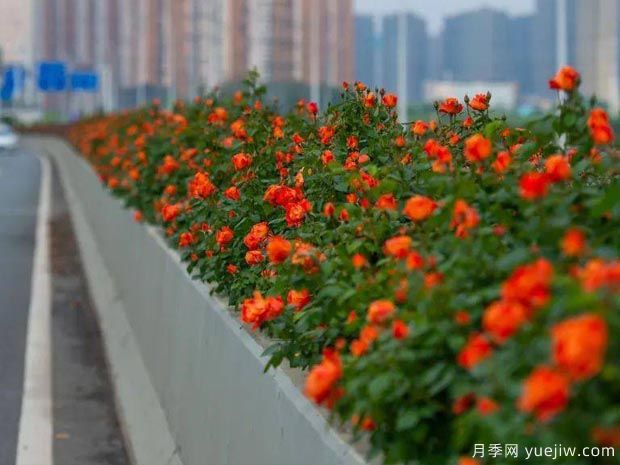 武汉新增多条绝美月季花道，江城处处花海景观(图4)