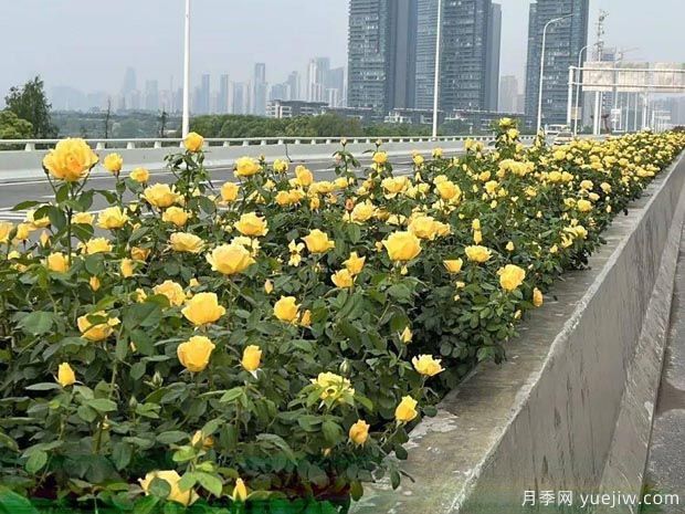 武汉新增多条绝美月季花道，江城处处花海景观(图5)