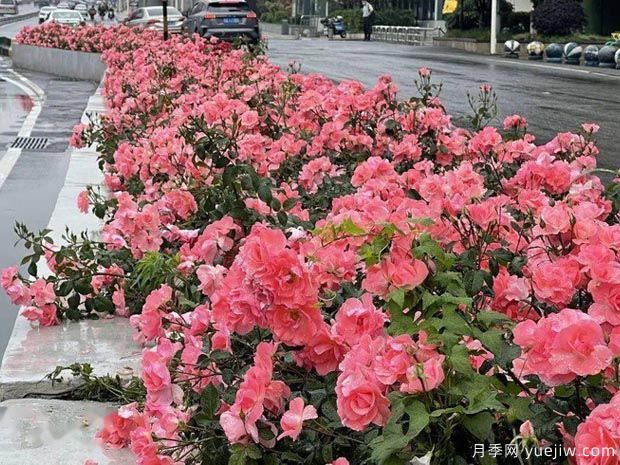 武汉新增多条绝美月季花道，江城处处花海景观(图6)