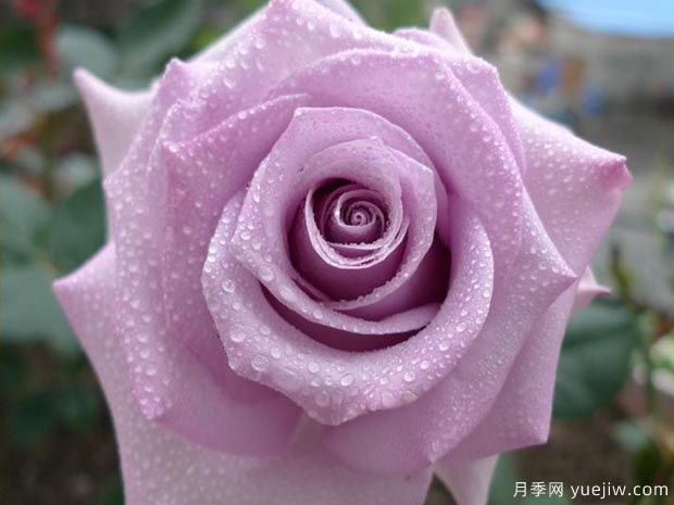 绝美玫瑰品种推荐，绽放浪漫的16个常见玫瑰(图2)