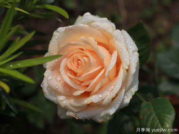 蜜桃雪山月季/香槟玫瑰(图2)