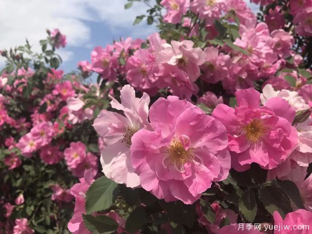 奎屯玫瑰市花文化和月季景观(图1)