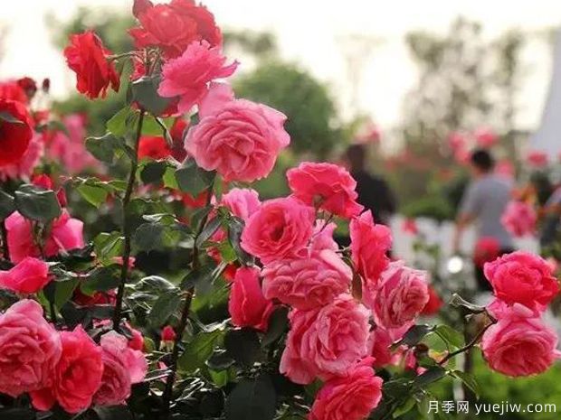 邯郸月季市花文化和景观图集(图3)