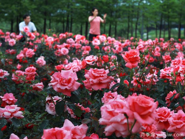 义乌月季市花文化和景观图集(图1)