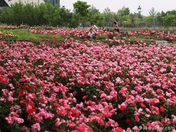 义乌月季市花文化和景观图集(图4)