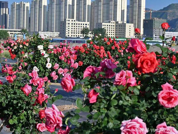 天水月季市花文化和景观图集(图4)