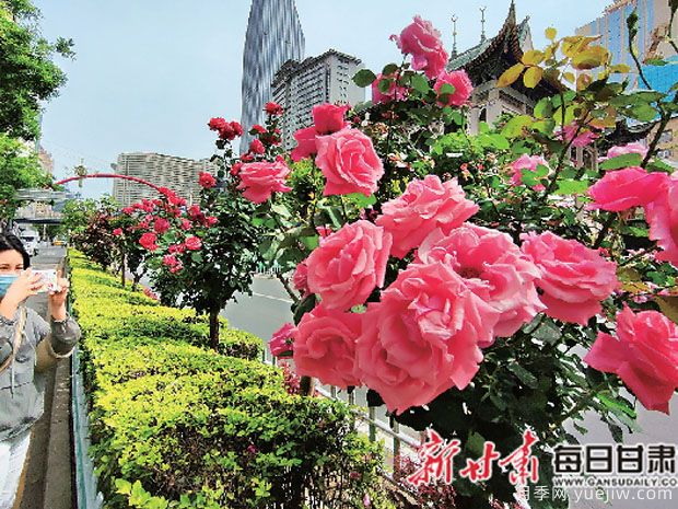 兰州月季市花文化和景观图集(图2)