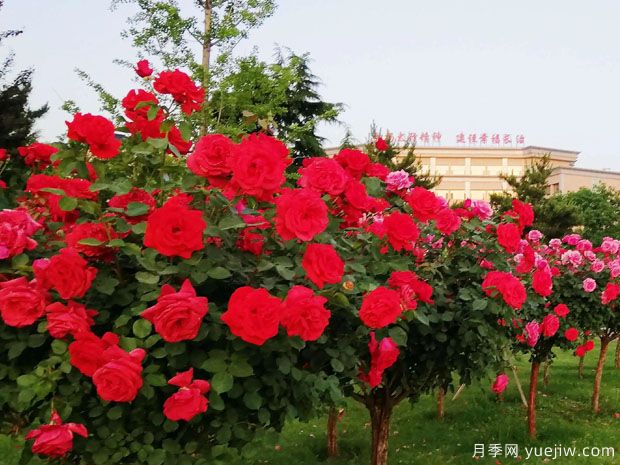 长治月季市花文化和景观图集(图1)