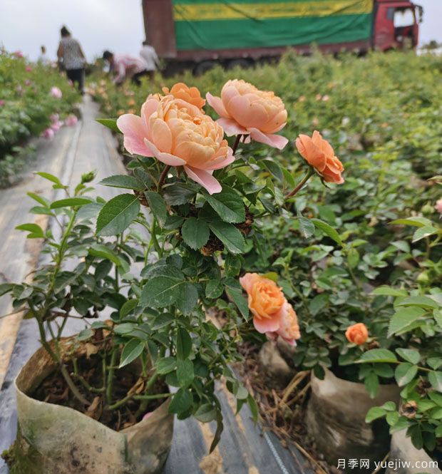 果汁阳台大钵美植袋苗基地批发(图5)