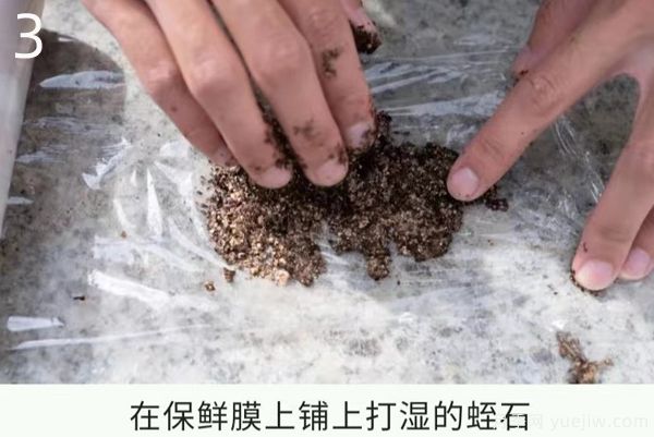 月季高压繁殖的优点和操作方法(图3)