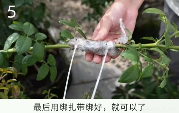 月季高压繁殖的优点和操作方法(图5)