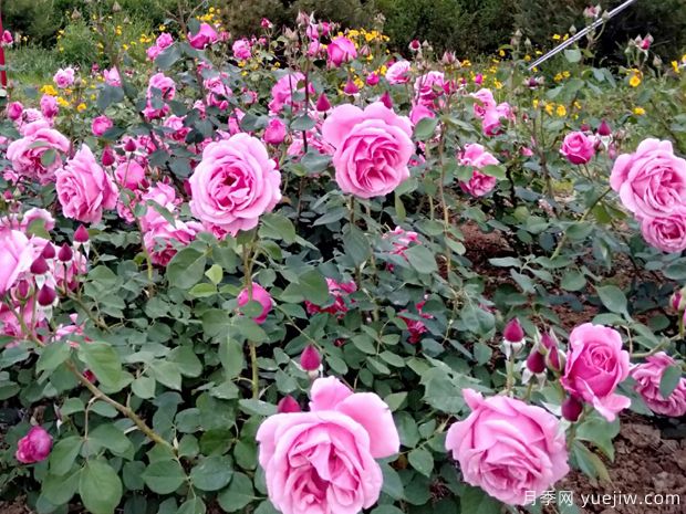 莱州月季市花文化和景观图集(图2)