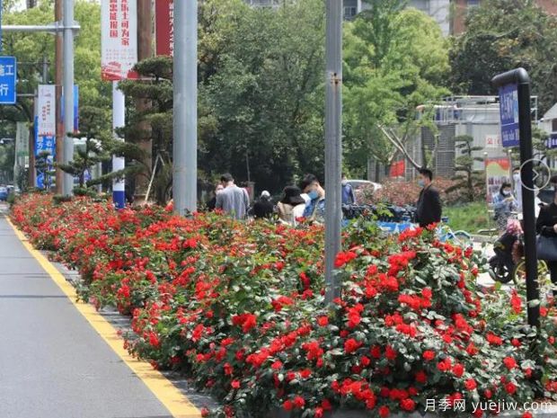 南昌月季市花文化和景观图集(图4)