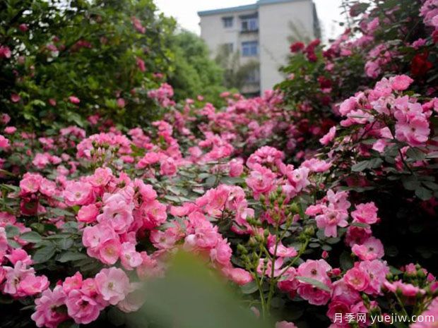 郴州月季市花文化和景观图集(图1)