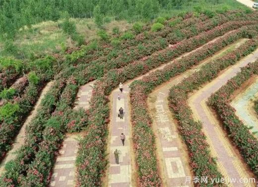 河北邢台柏乡：月季迷宫花开引游人(图1)