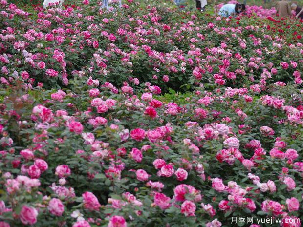 济宁月季市花文化和景观图集(图2)