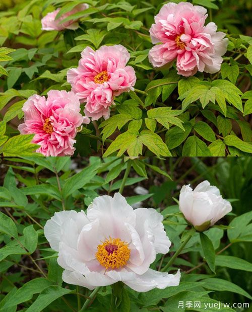 凤丹花和牡丹花的区别？看叶子和根系(图1)