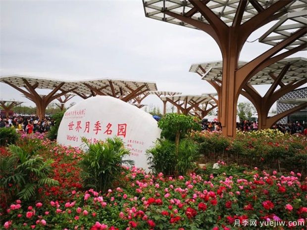 月季盛会，南阳将举办2023中国·南阳首届世界月季博览会(图2)