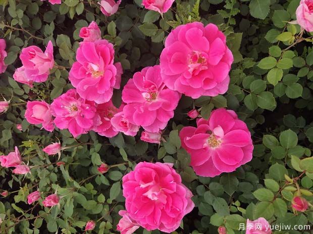 仙境粉色丰花聚花盆栽月季二年苗价格(图1)