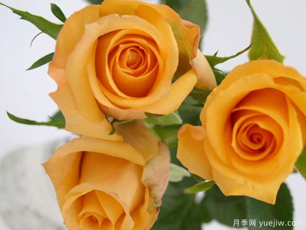 绝美玫瑰品种推荐，绽放浪漫的16个常见玫瑰(图3)