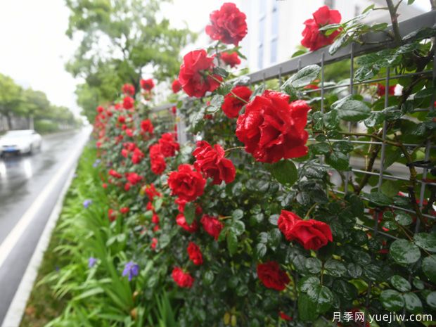 芜湖月季市花文化和景观图集(图3)