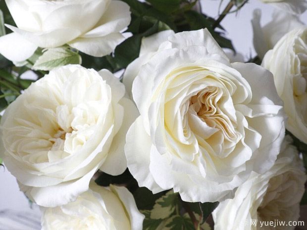 奥斯汀莱奥诺拉月季，婚礼白玫瑰的珍品(图1)