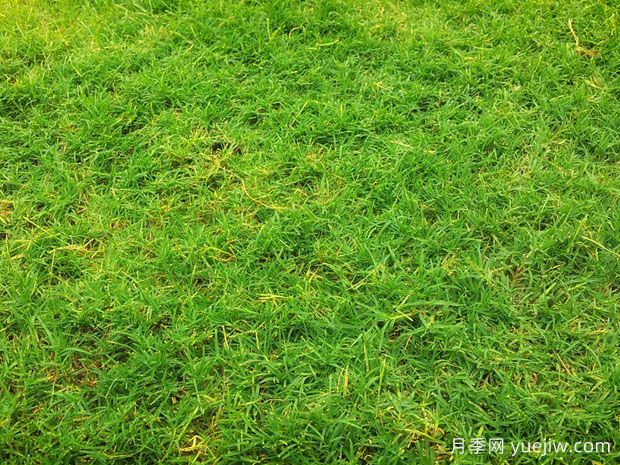 夏季铺草坪发黄干枯，如何提高草皮铺植成活率？(图1)