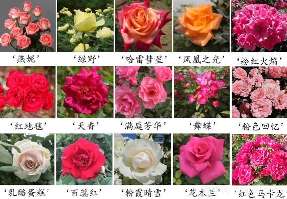 月季育种家：中国农业科学院蔬菜花卉研究所(图1)