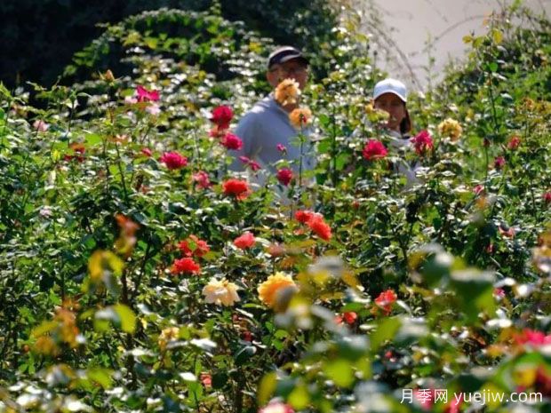 南宁花卉公园3万株月季入盛花期，市民闻香而来(图1)
